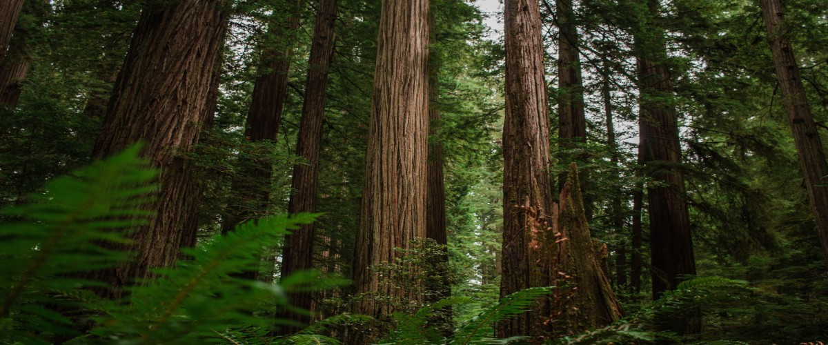Redwoods